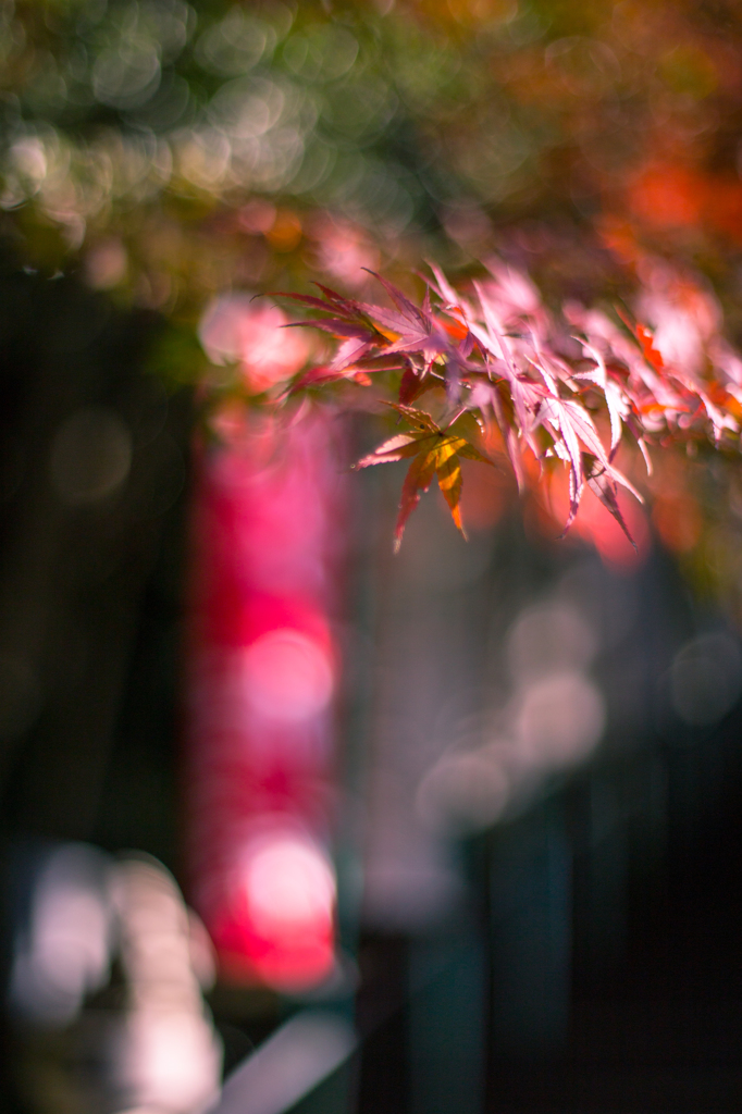 犬山・寂光院・・・１