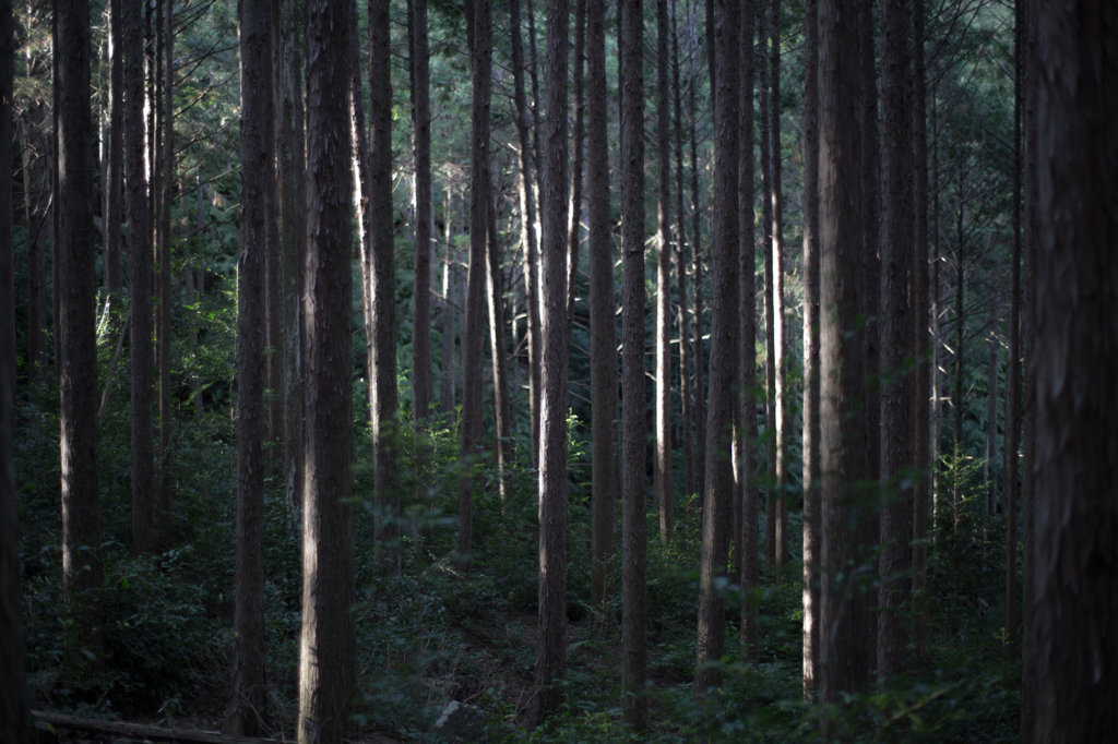 熊野古道　馬越峠・・・その４