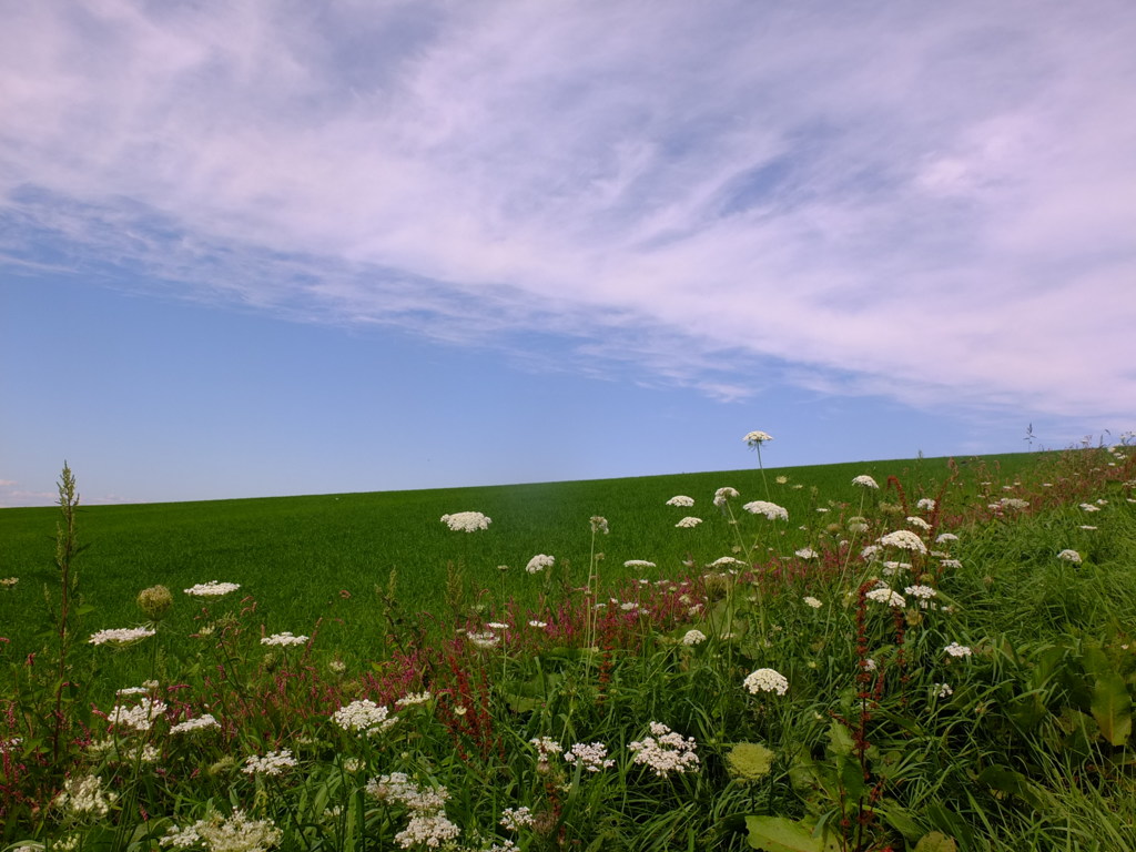 野に咲く花のように