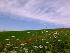 野に咲く花のように