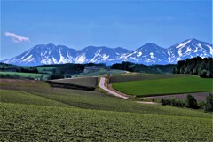 十勝岳への道