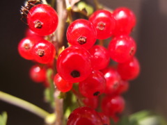 木の実何の実１