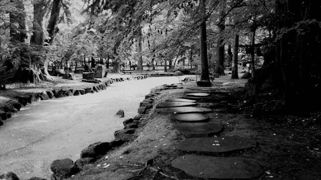 雨上がりの散歩道
