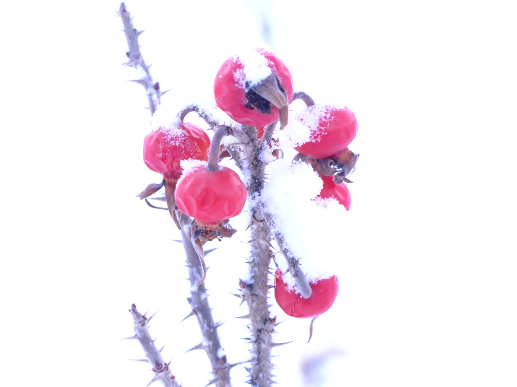 雪に咲く
