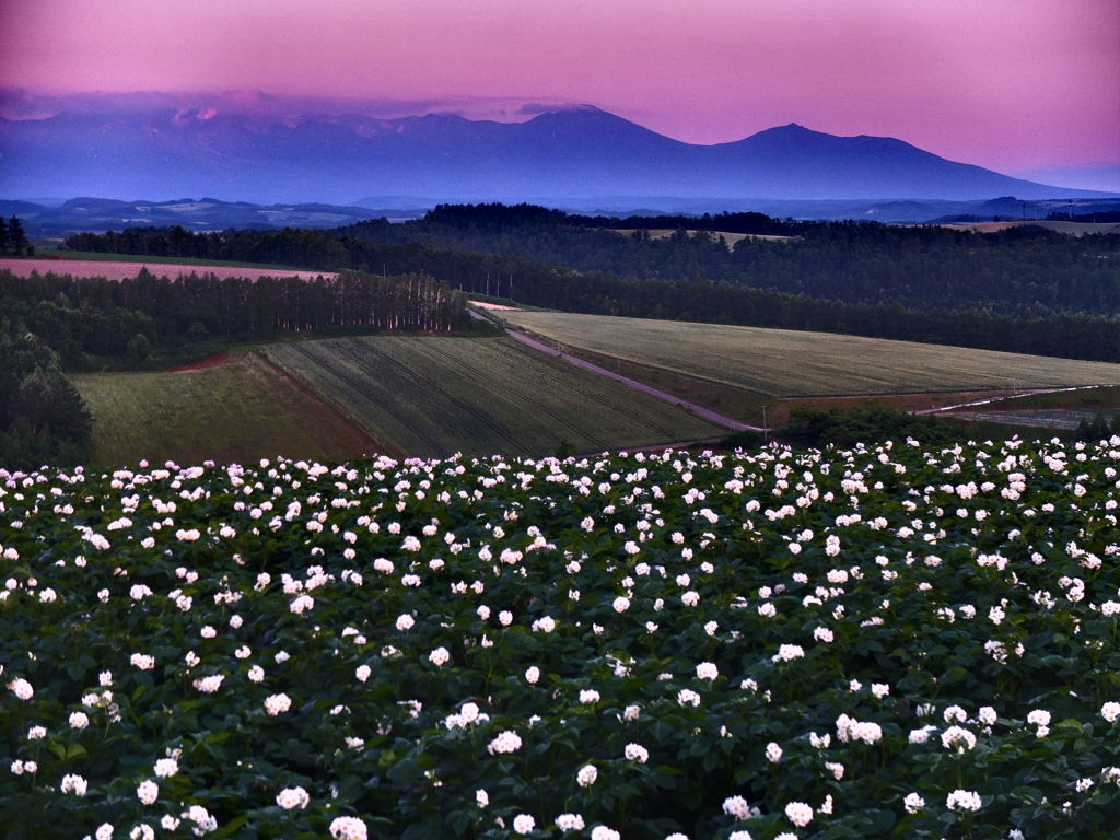 いもの花と大地と山並みと