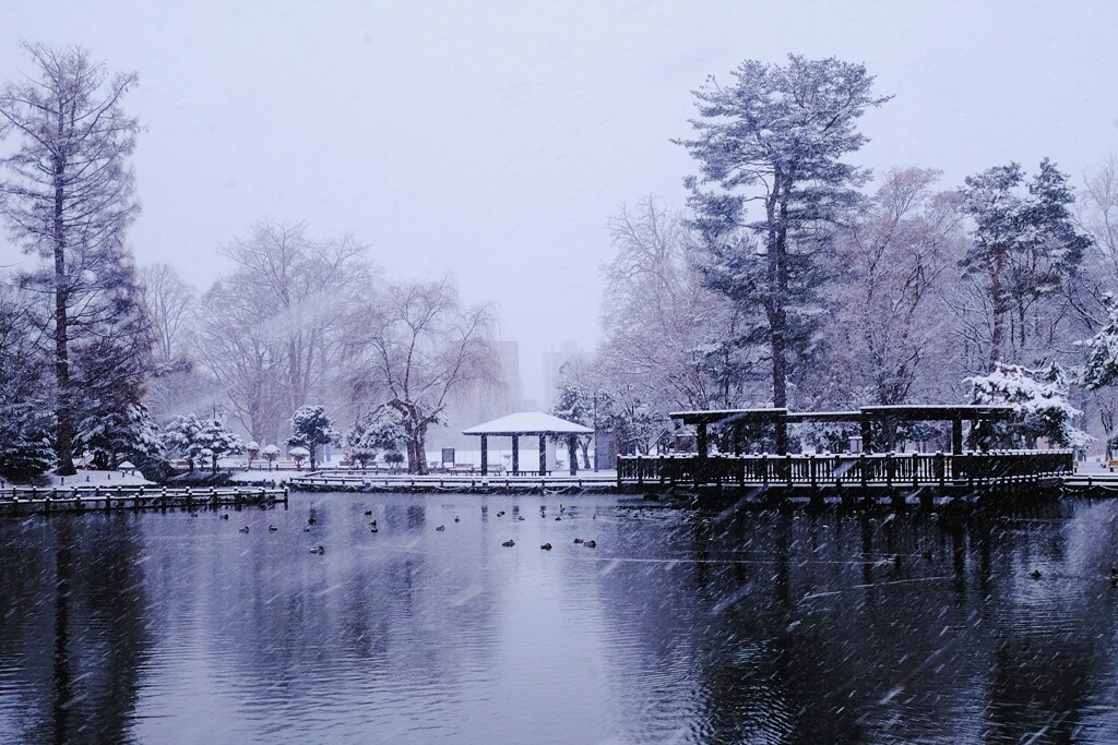 吹雪の公園