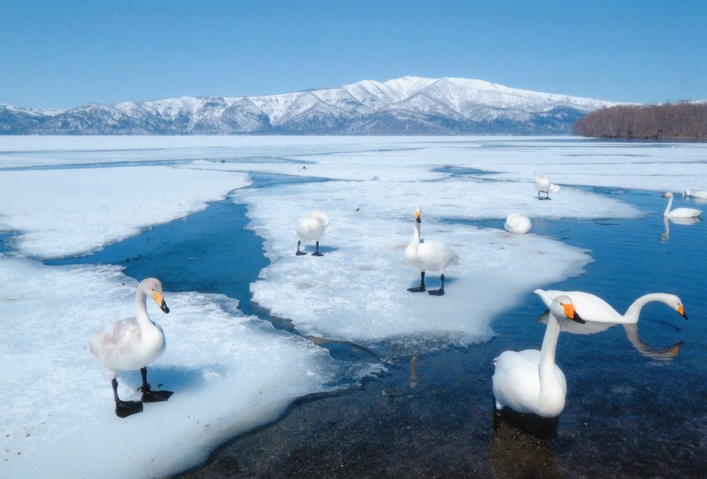 今冬の道東めぐり　白鳥の湖