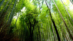 心の旅