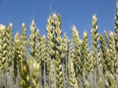 小麦