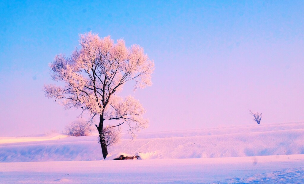 雪桜 by P&F （ID：12186338） - 写真共有サイト:PHOTOHITO