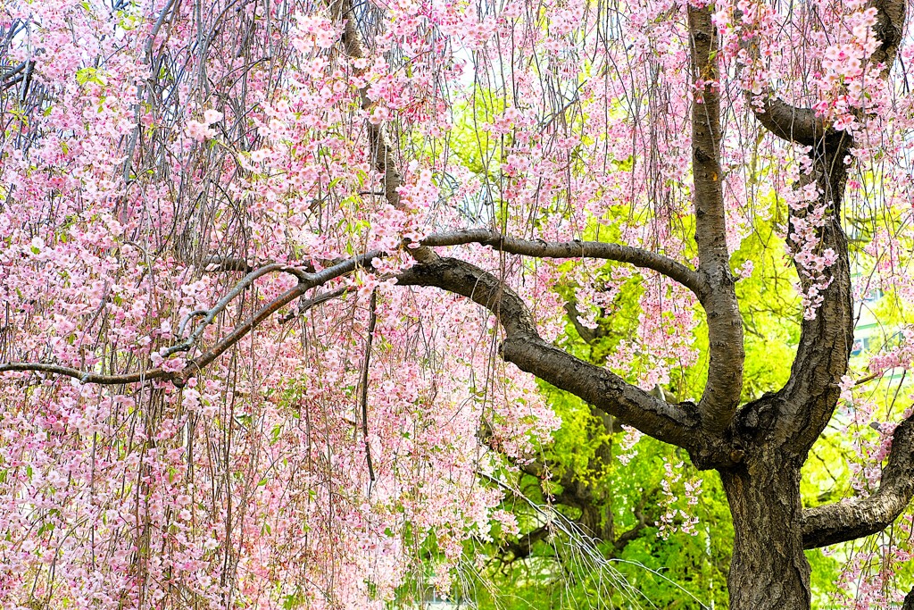 しだれ桜