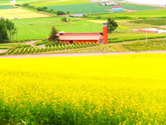 菜の花畑と赤い菓子店 菜の花畑と赤い菓子店
