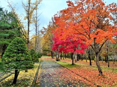 紅葉の散歩道