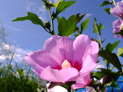 花に囲まれて１