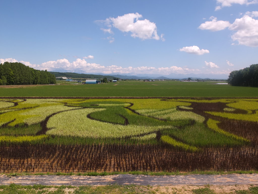 たんぼアート１