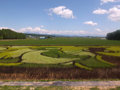 たんぼアート１