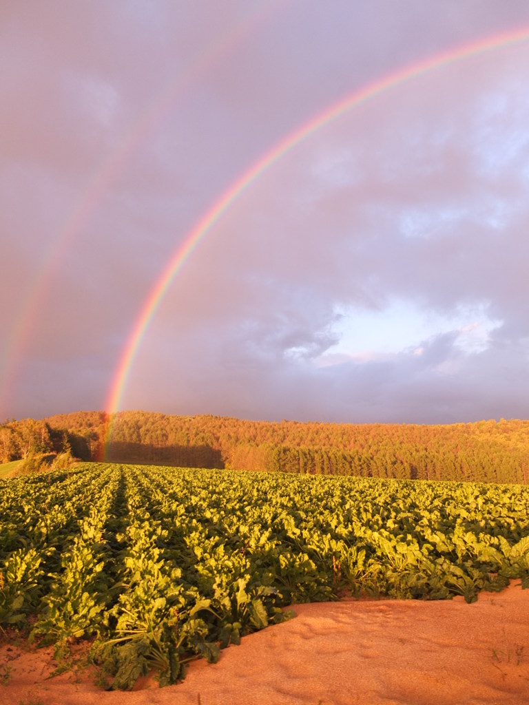 ダブルレインボー1