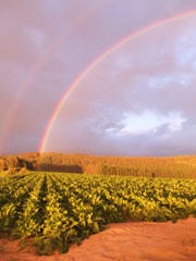 ダブルレインボー1