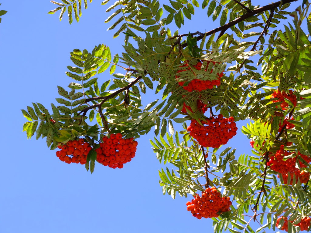 ななかまど、の時期になりましたね