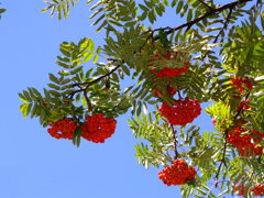 ななかまど、の時期になりましたね