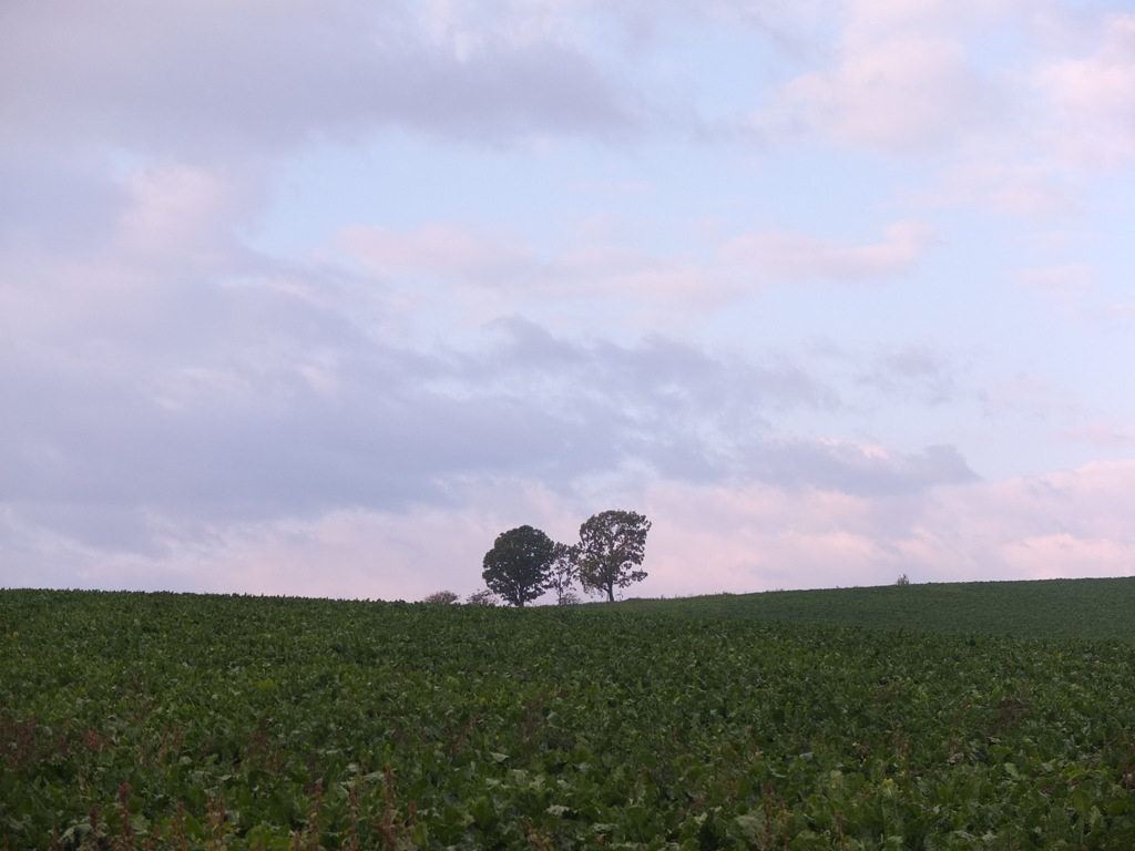 おはよう親子の木