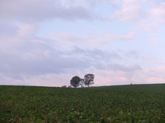 おはよう親子の木