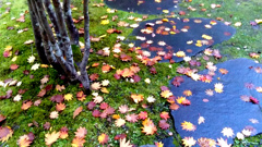 紅葉 弐 紅葉 弐