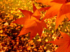 紅葉 壱 紅葉 壱