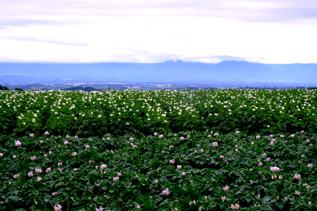 いもの花と眺望と