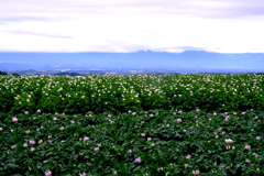 いもの花と眺望と いもの花と眺望と