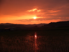 雨上がりの田１