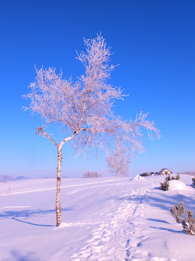 冬晴れと樹氷の華