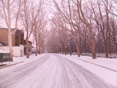 ななかまどの並木道