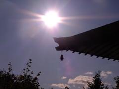 秋の音② 秋の音②