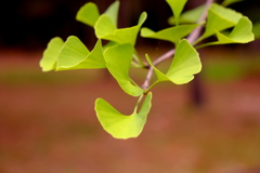 イチヨウの思い