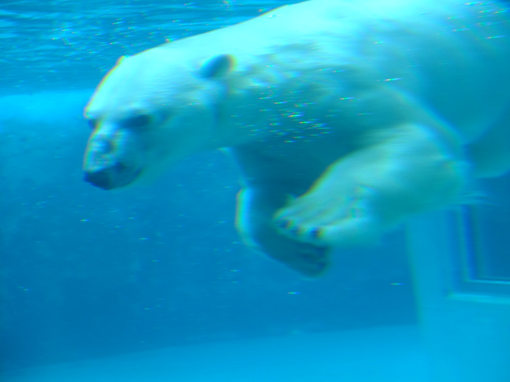 水の中でも白熊