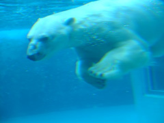 水の中でも白熊