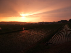 雨上がりの田２