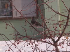 今日もきてくれたな