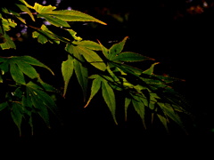 初秋の香り 初秋の香り