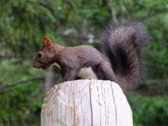 今日のポーズは２
