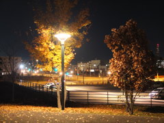 外灯に照らされて