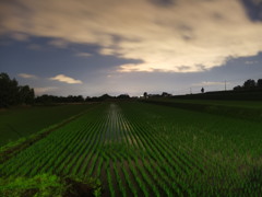 夜の田２