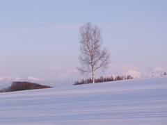 ひとり白樺