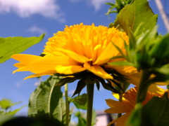 花に囲まれて