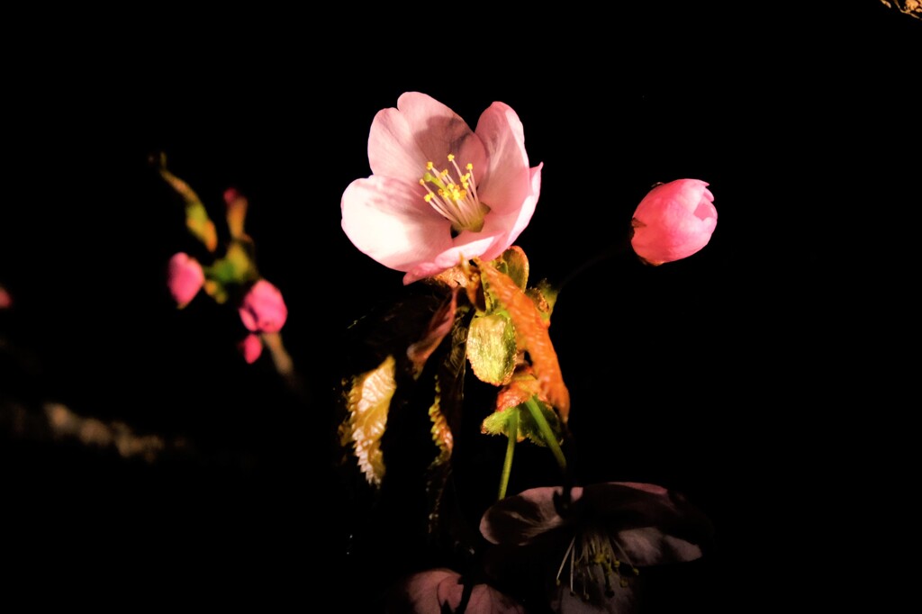 夜桜