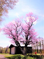 山中のサクラ
