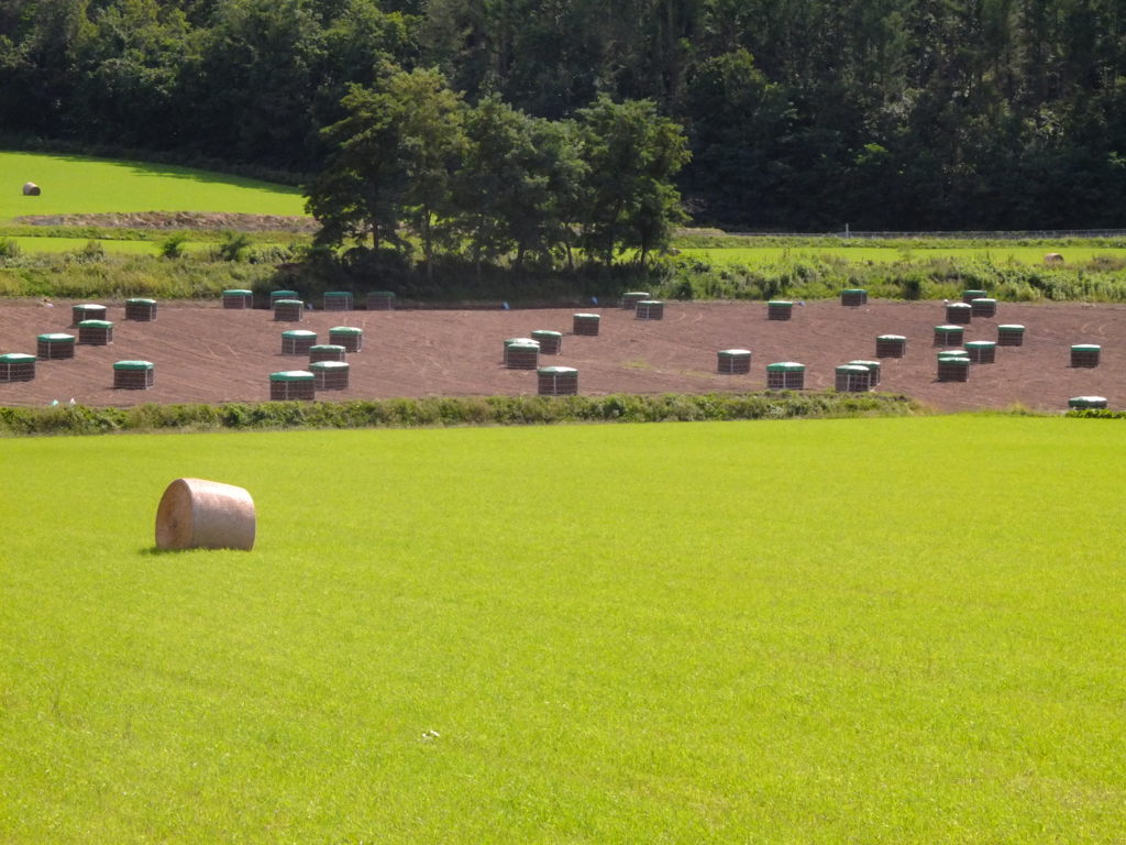 色彩に魅せられて