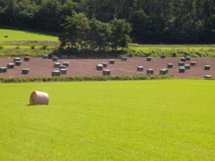 色彩に魅せられて