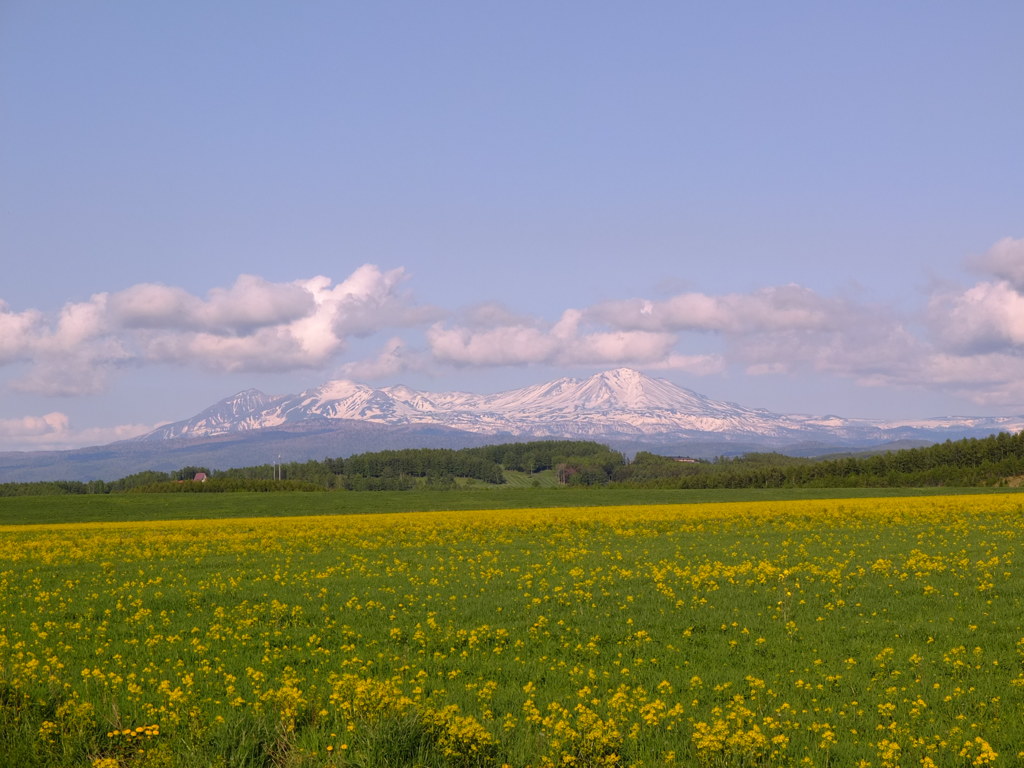 旭岳と菜の花１